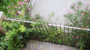 Metal çitte pembe çiçekler ve bitkiler 