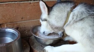 Gri köpek husky yem yiyor 