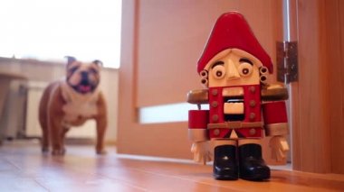 İngilizce bulldog katta duruyor 