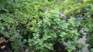 Küçük bir bahçe avlusu ve balkon