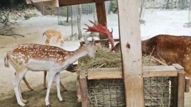 Saman Ukrayna hayvanat bahçesinde yemek geyik 