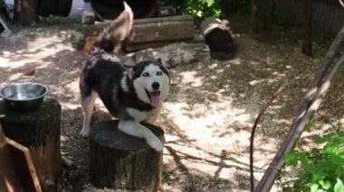 Komik köpek Husky zincirüzerinde 