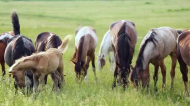 Çayır üzerinde otlatma atlar