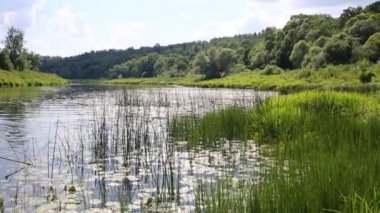 Su bitkileri ile güzel göl