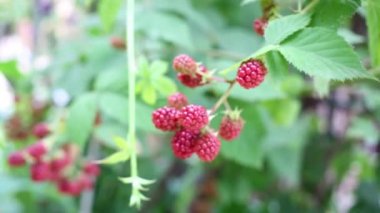 Bush olgunlaşmamış böğürtlen