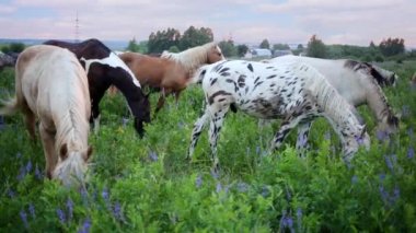 Çayır üzerinde otlatma atlar