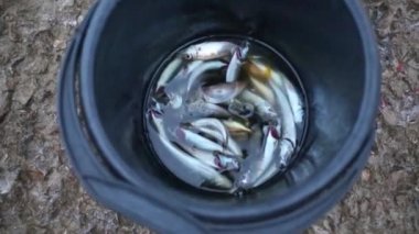 Kova balık yakalamak çok 