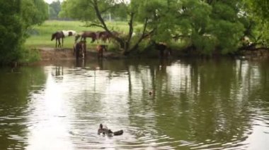 gölet yakınındaki at sürüsü