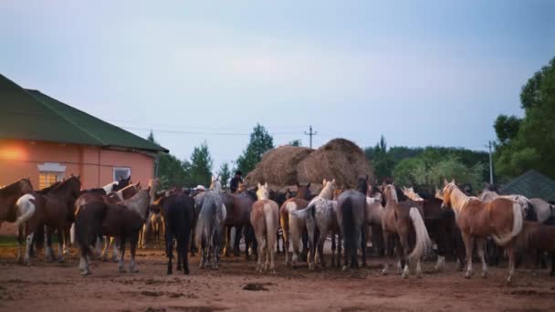 Grupo de caballos se para en el infierno — Vídeo de stock