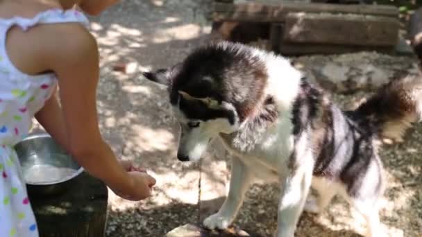 Chica riego divertido husky beber — Vídeo de stock