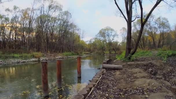 Wood logs in water on Elk Island — 图库视频影像