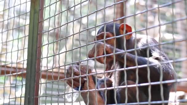 Monkey öppnandet flaska vatten i bur — Stockvideo