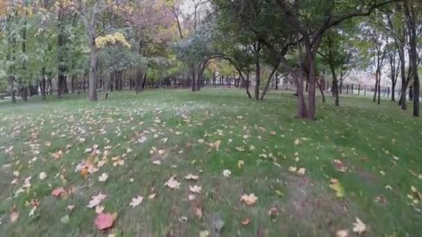 Hojas caídas sobre hierba entre árboles — Vídeo de stock