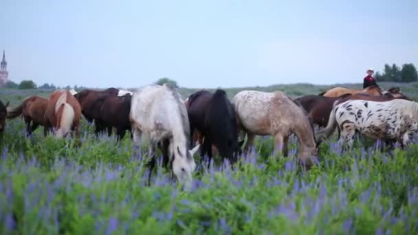 Group of horses grazing — Stock Video
