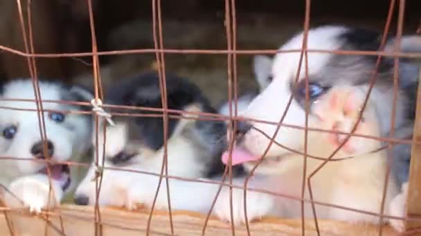 Muchos cachorros y madre perro — Vídeos de Stock