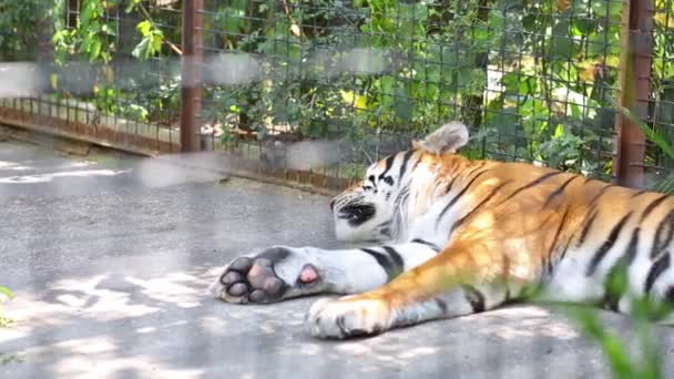 Тигр спит в зоопарке Сказкаин Ялта — стоковое видео
