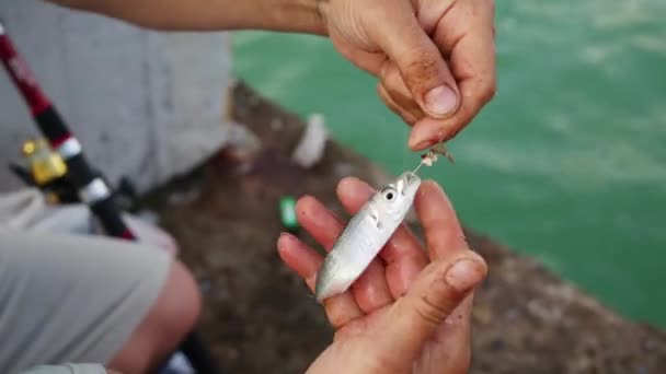 Ember nyárs kis csali hal a horgot — Stock videók