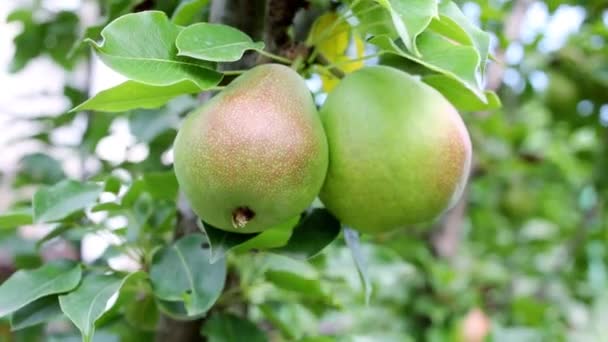 Δυο πράσινα αχλάδια σε κλαδί δέντρου — Αρχείο Βίντεο