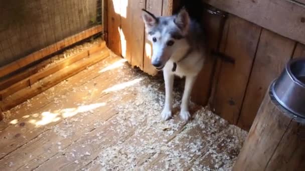 Wiele szczeniąt i matka pies Husky — Wideo stockowe