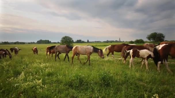 Gran manada de caballos caminando — Vídeo de stock