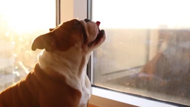 Bulldog inglés salta cerca de la ventana — Vídeos de Stock