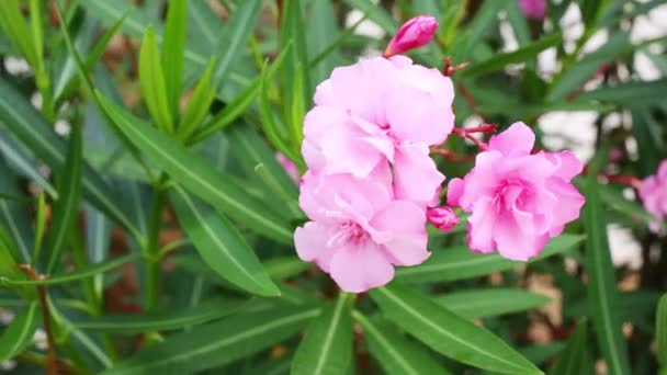 Kleine roze bloemen van oleander — Stockvideo