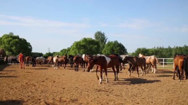 Horses walk at sanded paddock 