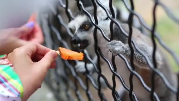 Lemuren im Käfig im Zoo Skazka essen. — Stockvideo
