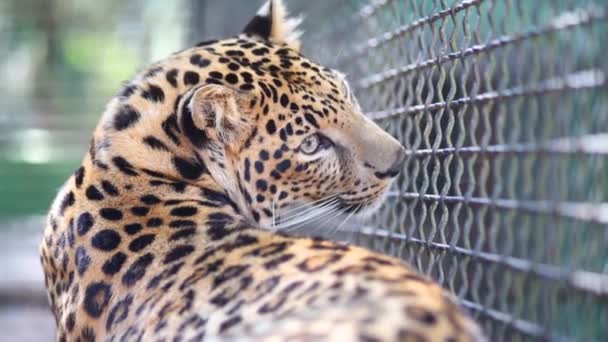 Leopardo deitado no chão no zoológico — Vídeo de Stock