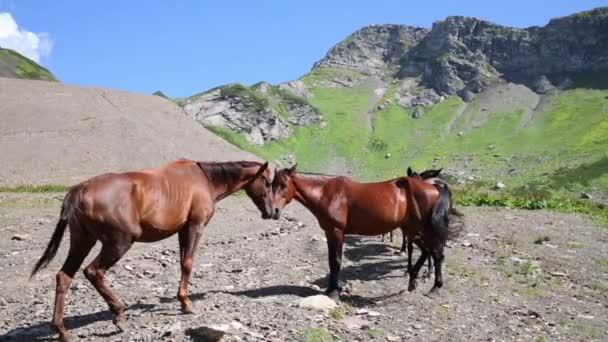 Manada de caballos de pie — Vídeos de Stock