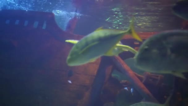 Schildkröte und Fische schwimmen mit Blasen im Wasser — Stockvideo