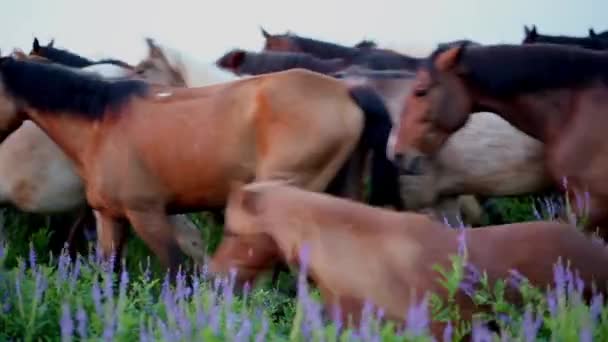 Koně pomalým tempem protíná louka — Stock video