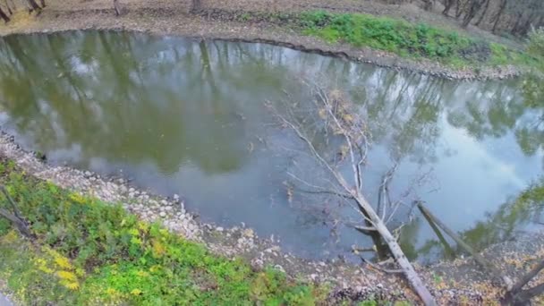 Arbre tombé se trouve dans la rivière Yauza — Video