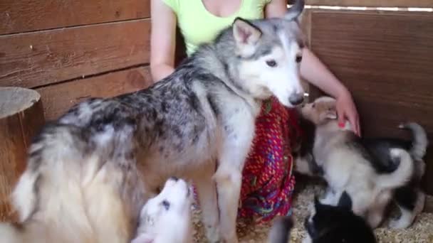 Beautiful woman plays with husky puppies — Stock Video