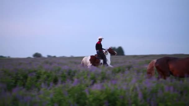 Cowboy rides a flea-bitten horse through overgrown meadow. — Stock Footage Cowboy rides a flea-bitten horse through overgrown meadow. Royalty Free Stock Footage