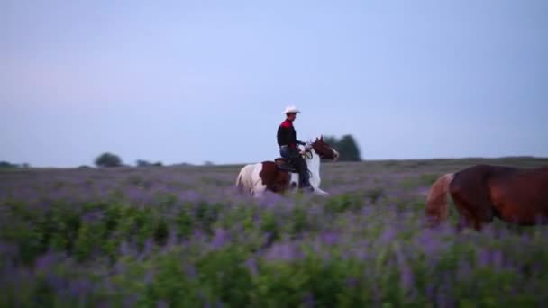 Cowboy rijdt een haarbosed paard via overwoekerd weide. — Stockvideo