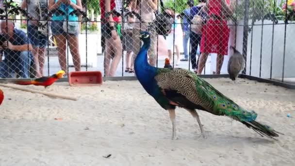 Mensen kijken pauwen en andere vogels — Stockvideo