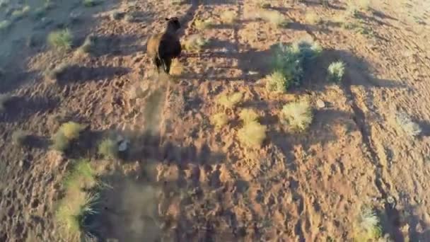 Buffalo corre por la pradera — Vídeo de stock