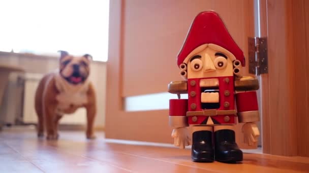 Bulldog inglese si trova sul pavimento — Video Stock