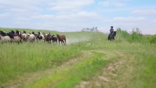 Cowboys guide herd of horses — Stock Video