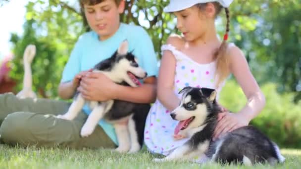 Niño y niña con cachorros husky — Vídeos de Stock