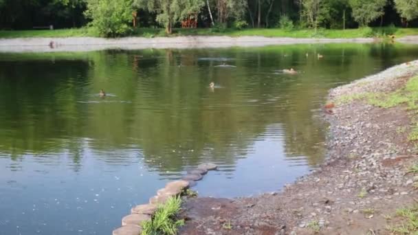 Ducks swimming in pond — Stock Video