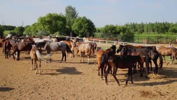 Pferde laufen auf sandiger Koppel — Stockvideo