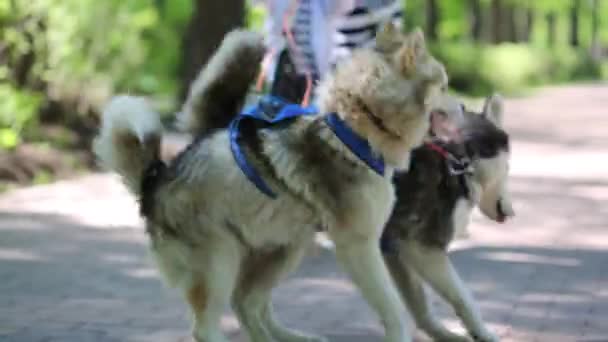 Hunde und Mädchen mit kleinem Jungen auf Roller — Stockvideo