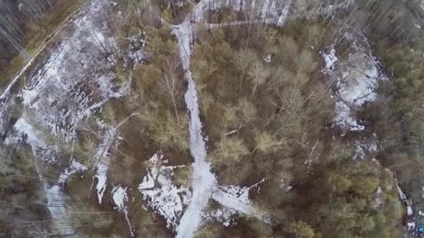 Bos met paden vallende sneeuw — Stockvideo