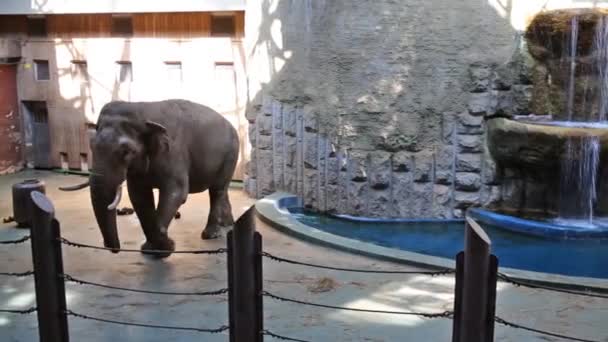 Afrikanischer Elefant — Stockvideo