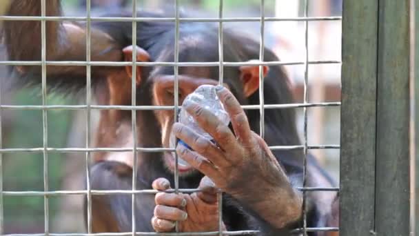 Visitor filling bottle of water for monkey — Stock Video