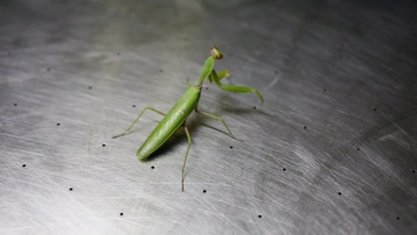 Groene praying mantis — Stockvideo