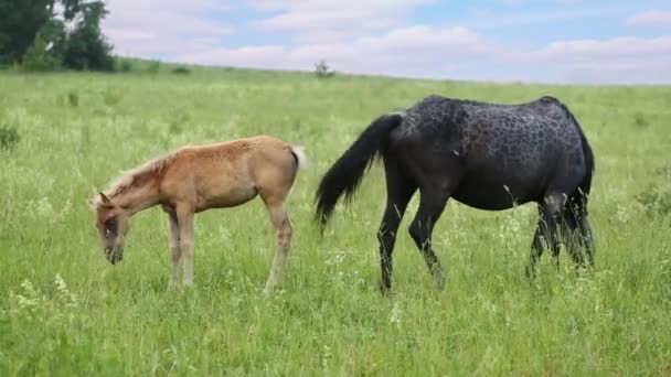 Erwachsene schwarze Pferde und Fohlen grasen — Stockvideo