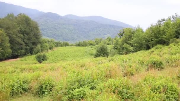 Schöne Landschaft mit Hügeln — Stockvideo